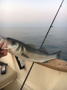 European Bass (Seabass)