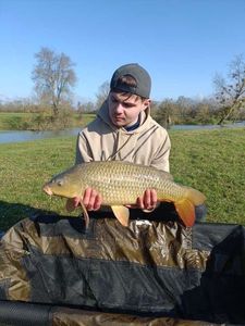 Common Carp
