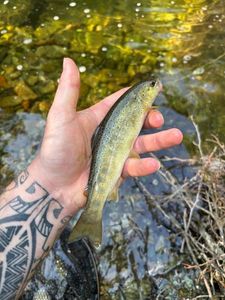 Brown Trout