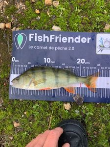 European Perch