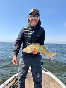 European Perch