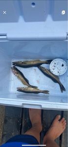 Walleye