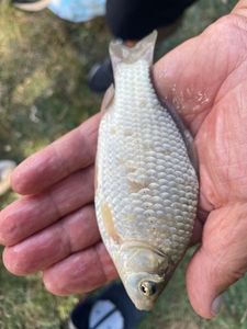 Crucian Carp