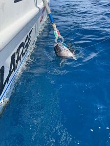 Bluefin Tuna