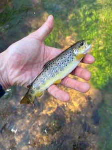 Brown Trout