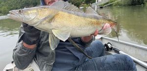 Zander