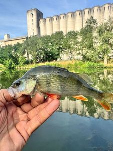 European Perch