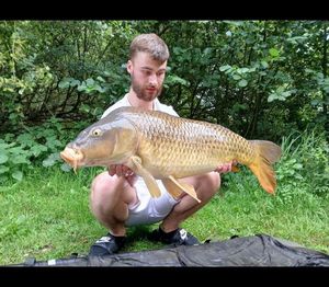 Common Carp