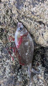 Black Seabream