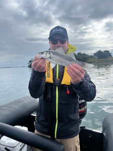 European Bass (Seabass)