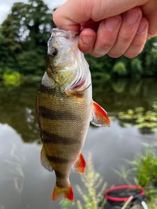 European Perch