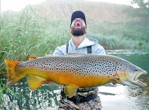 Brown Trout