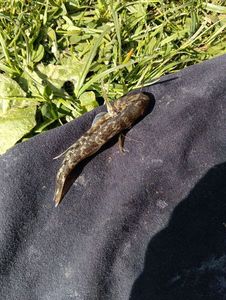 Common Goby