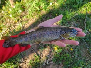 Brown Trout