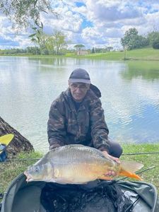 Mirror Carp