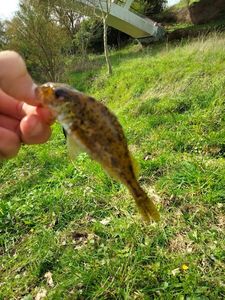 Ruffe