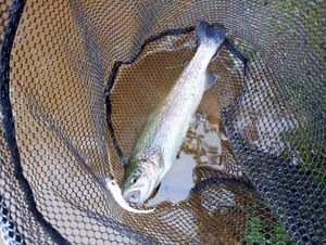 Rainbow Trout