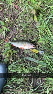 European Perch