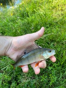 European Perch