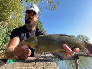 Tench
