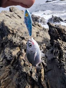 Saddled Seabream
