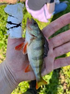 European Perch