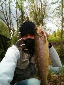 Brown Trout