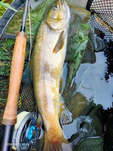 Brown Trout