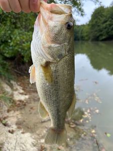 Largemouth Bass