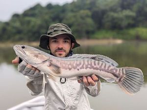 Snakehead