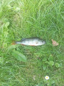 European Perch