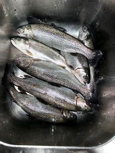 Rainbow Trout