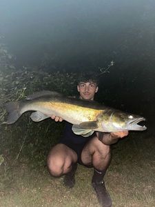 Zander