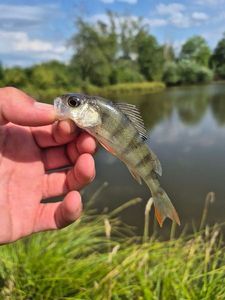 European Perch