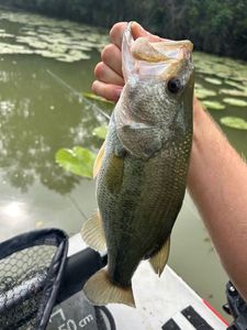 Largemouth Bass