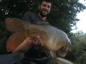 Common Carp