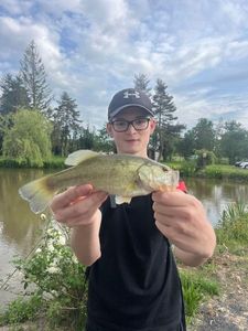 Largemouth Bass
