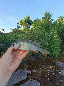 European Perch