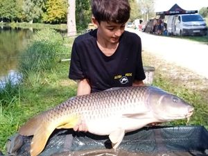 Common Carp