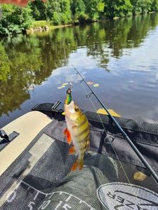 Yellow Perch