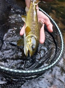Brown Trout