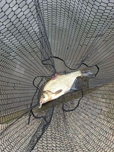 Common Bream