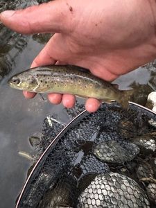 Brown Trout