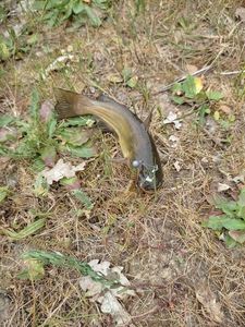 Black Bullhead