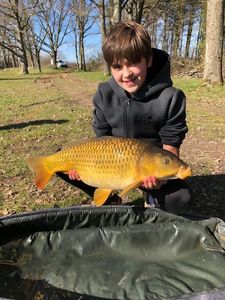 Common Carp