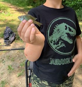 Green Sunfish