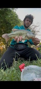 Largemouth Bass