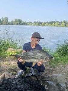 Common Carp