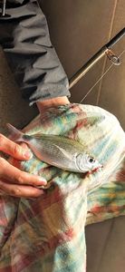 White Seabream