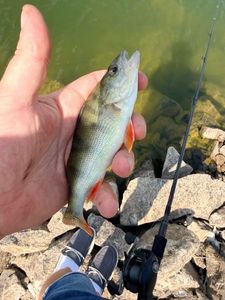 European Perch